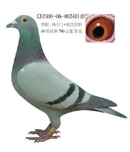 1948年國際信鴿聯盟成立後，每年舉行世界信鴿錦標賽，兩年舉行一次國際奧林匹克信鴿品評比賽。信鴿