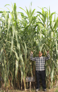 飼用甜高粱 飼用甜高粱