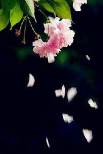 花開花落[漢語詞語]