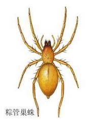 棕管巢蛛