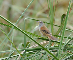 須針尾雀 須針尾雀