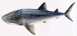 高體霞鯊 高體霞鯊