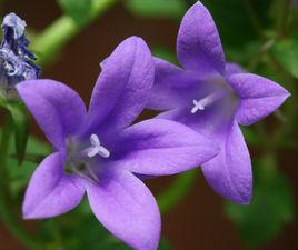 風鈴草屬 風鈴草屬