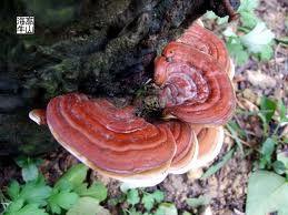 樹靈芝 樹靈芝