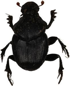 鐮角嗡蜣螂 鐮角嗡蜣螂