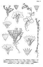 亞麻狀龍膽 亞麻狀龍膽