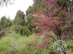 阿里山吉野櫻 阿里山吉野櫻