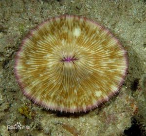 刺冠蕈珊瑚 刺冠蕈珊瑚