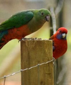 澳西玫瑰鸚鵡指名亞種 澳西玫瑰鸚鵡指名亞種