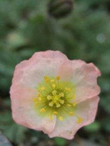 白玫瑰罌粟 白玫瑰罌粟