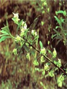 墨脫鳳仙花 墨脫鳳仙花