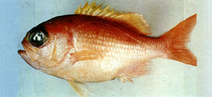 無斑巨花鮨 無斑巨花鮨