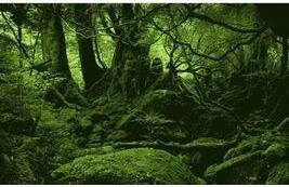 亞馬遜熱帶森林