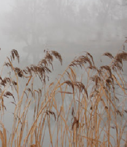 熱河蘆葦 熱河蘆葦