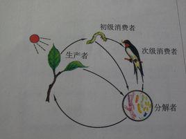 消費者[食物鏈的中的一個環節]