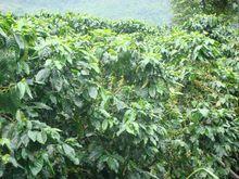 黎明鄉小粒咖啡