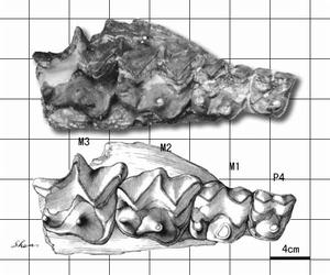 大原雷獸 大原雷獸
