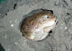 紅犁足蛙