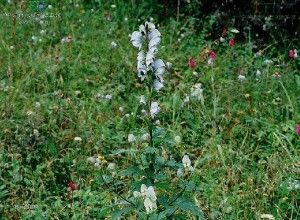 展毛短柄烏頭 展毛短柄烏頭