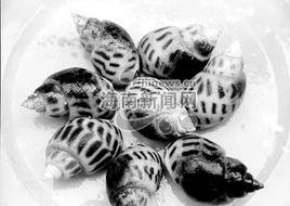 方斑東風螺 方斑東風螺