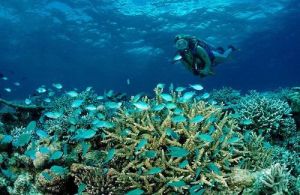 三亞珊瑚礁國家級自然保護區