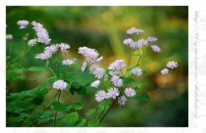 唐松草屬 唐松草屬