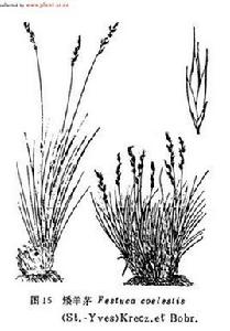 高原嵩草 高原嵩草