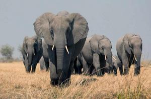 非洲象屬 非洲象屬