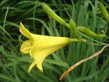 黃花萱草(金針菜，黃花菜)