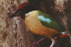 鐮嘴管舌雀 鐮嘴管舌雀