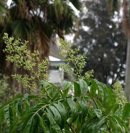 齒葉黃皮 齒葉黃皮