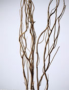 枝條 枝條