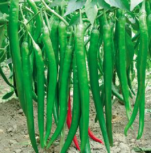 長豐一號[辣椒]