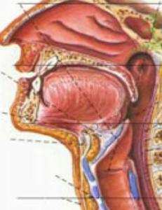 咽部機械性創傷 咽部機械性創傷