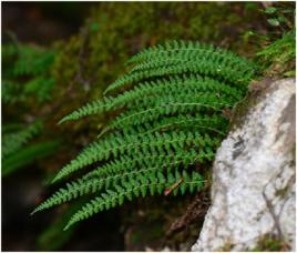 小葉昏雞頭 小葉昏雞頭