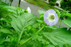 假酸漿[植物名稱]