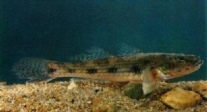 斜紋鯔鰕虎魚 斜紋鯔鰕虎魚