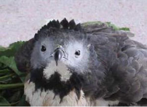 白腹山雕 白腹山雕