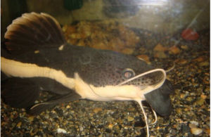 紅尾護頭鱨 紅尾護頭鱨