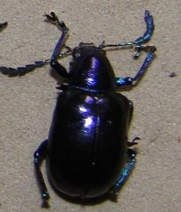 藍負泥蟲 藍負泥蟲