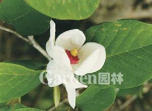 小花木蘭