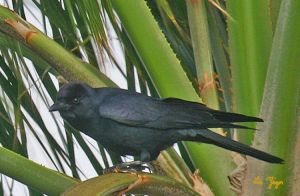 墨西哥叢鴉 墨西哥叢鴉