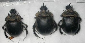 蒙瘤犀金龜