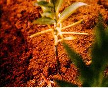 藥用植物百合病毒病