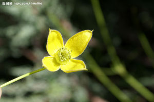 甘青鐵線蓮 甘青鐵線蓮