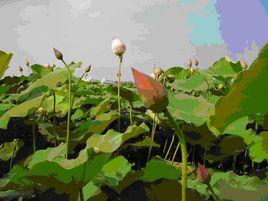 花石鎮[湖南省湘潭縣下轄鎮]