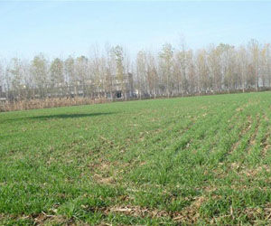 孔樓村[河南省南陽市鄧州市文渠鄉下轄村]