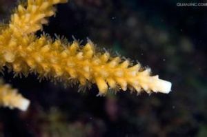 切珊瑚屬 切珊瑚屬