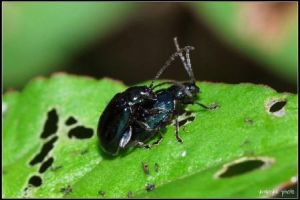 波瘦跳甲 波瘦跳甲