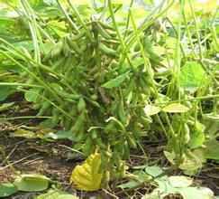 南豆7號 南豆7號